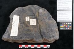 Foto (Objekt + Etikett) von Quercus pachyphylla Ettingshausen (NHMW-GEO-2024-0188-10236b)